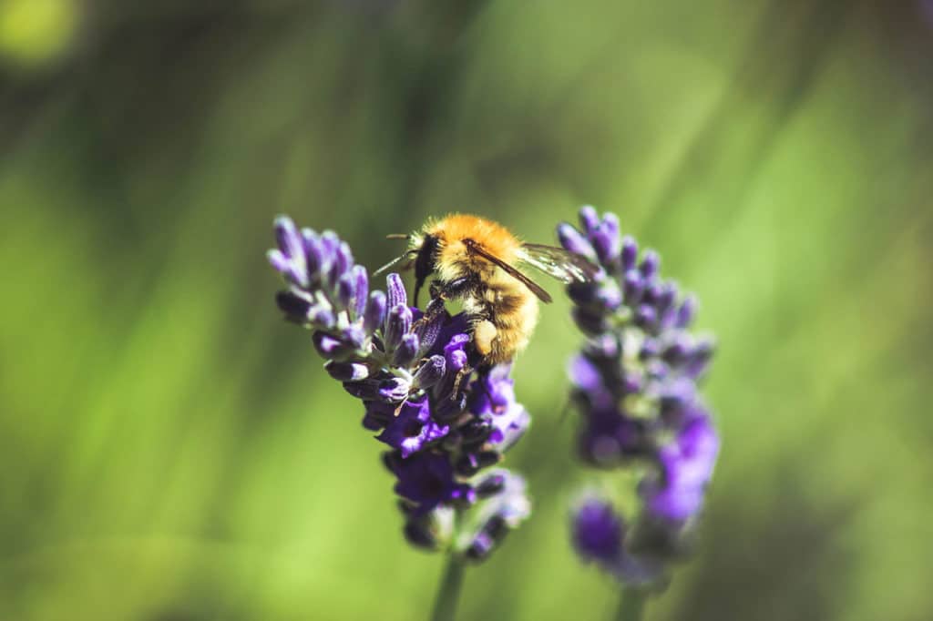 Biene an einer Lavendel-Blüte